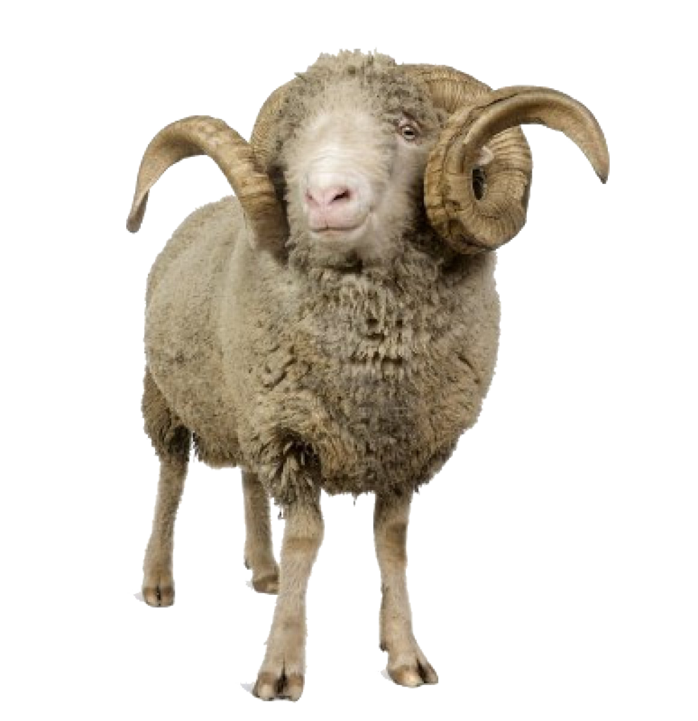 A standing ram with curled horns and dense wool, its body and legs in a transparent image file.